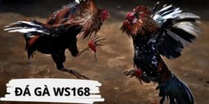 Đá Gà Ws168 – Đỉnh Cao Cá Cược Giải Trí, Căng Thẳng Mỗi Giây Tại Vinbet
