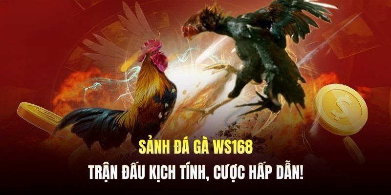 Điều gì khiến đá gà ws168 là lựa chọn hàng đầu của các kê thủ